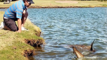 Forget alligators, this golf course in Australia has sharks