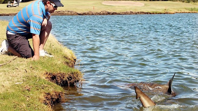 Forget alligators, this golf course in Australia has sharks