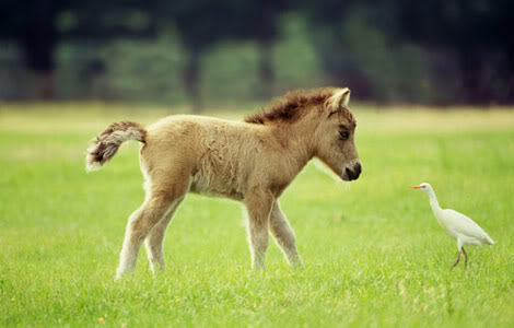 miniature-horse-and-bird-A6746E-ga