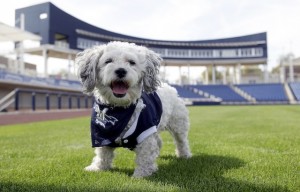 Hank the stray dog is the Brewers’ new mascot