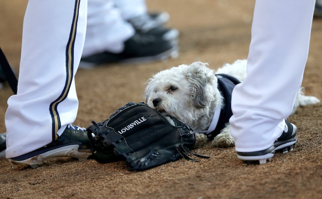 AP BREWERS SPRING BASEBALL S BBN USA AZ