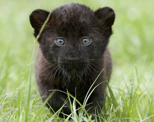 These Baby Animals of the NFL Will Make You Go AWWWW