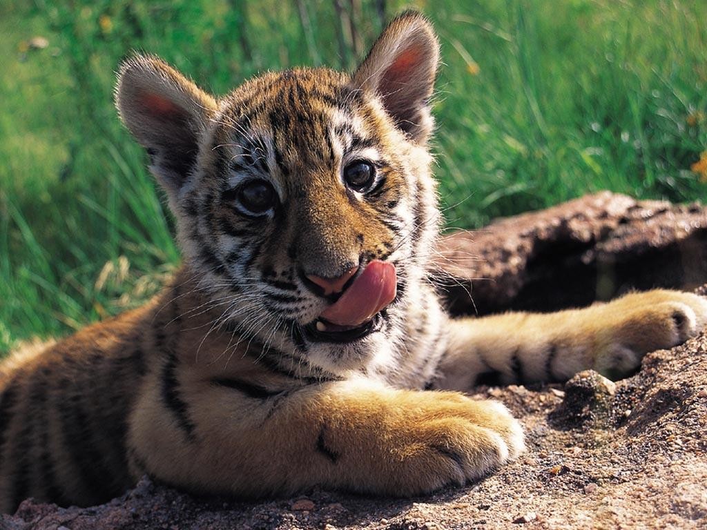 Baby-Tiger-1-TDVPBM1SU5-1024x768