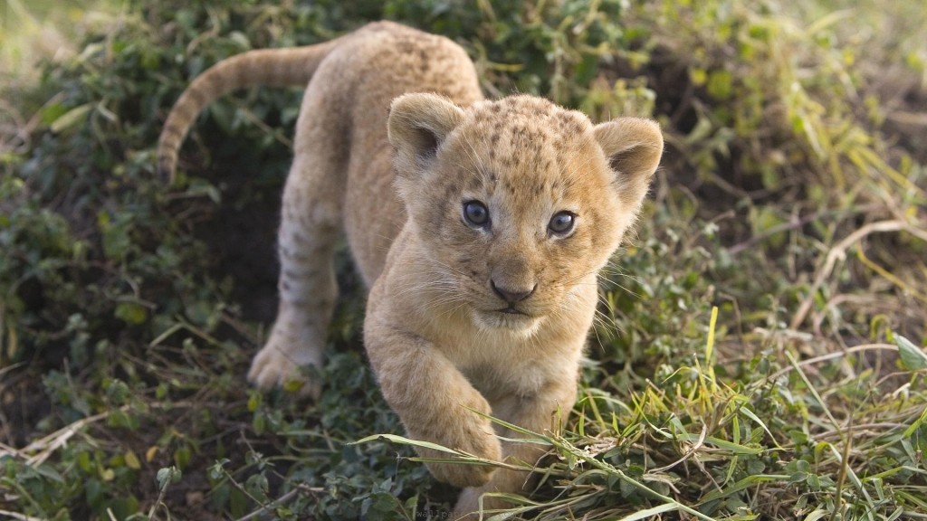 animals-lions-lion-cub-baby-animals