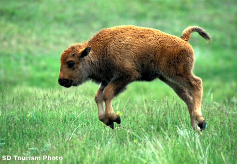 baby-buffalo-476-copy