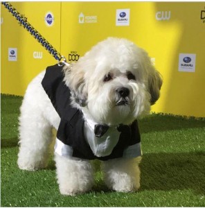 Brewers Ballpark Pup Wears Puppy Tuxedo on Green Carpet